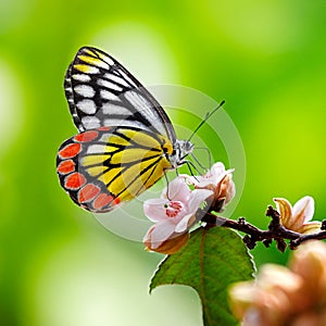 Butterfly Jezebel or Delias eucharis on pink flowers with green blurred background