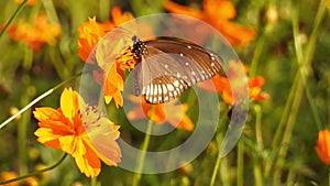 Butterfly jumps from flowers to take off slow motion