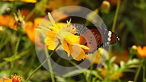 Butterfly jumps from flowers to take off slow motion
