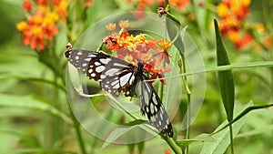 Butterfly jumps from flowers to take off slow motion