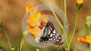 Butterfly jumps from flowers to take off slow motion