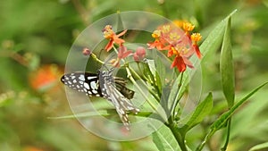 Butterfly jumps from flowers to take off slow motion