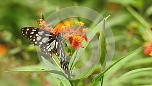 Butterfly jumps from flowers to take off slow motion