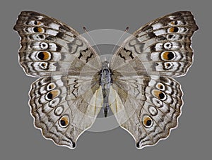 Butterfly Junonia atlites