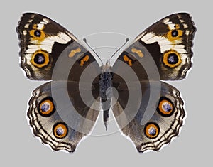 Butterfly Junonia orithya female