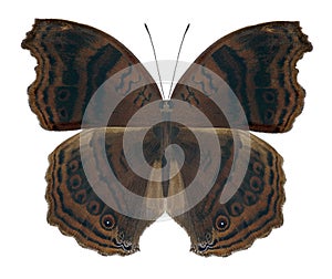 Butterfly Junonia stygia