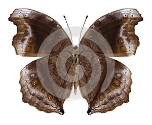 Butterfly Junonia stygia underside