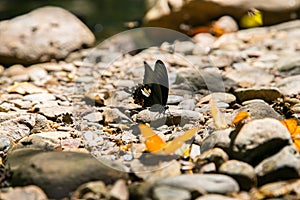 Butterfly at Kaeng Krachan National Park