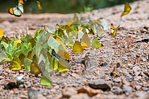 Butterfly at Kaeng Krachan National Park