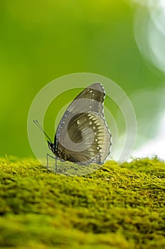 Butterfly, Kanha national park