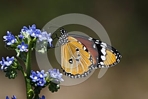 Butterfly at Kirstenbosch