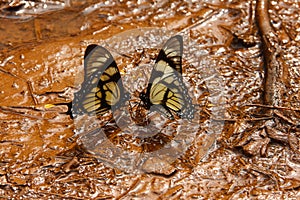 Butterfly kiss photo