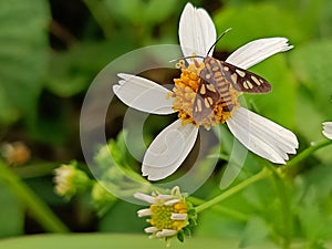 a butterfly landed on the yellow pistil of a white flower