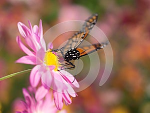 Butterfly lands on pink Chrysanthemum flower