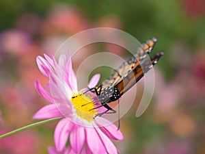 Butterfly landing on pink chrysanthemums