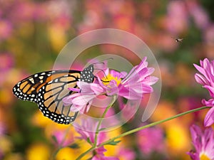 Profile of a beautiful butterfly on a pink Chrysanthemum flower