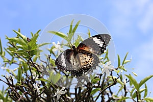A butterfly landing on Wrightia religiosa flowers with sky background