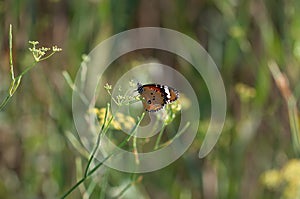 Butterfly in landlord Green.