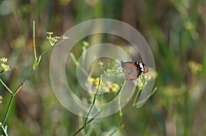 Butterfly in landlord Green.