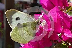 Mariposa parcelas de tierra sobre el floreciente plantas trepadoras 