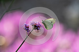 The butterfly lands on the flower head