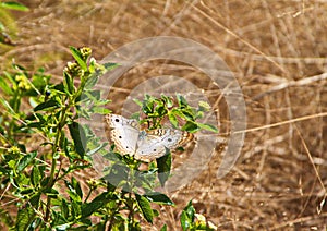 Butterfly Lands on Flowers in a Meadow