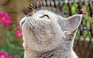 Farfalla appezzamenti di terreno sul da gatto 