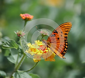 Butterfly on lantana