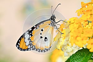 Butterfly on Lantana camara photo