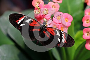 Butterfly Large common Postman Heliconius Melpomene Rosina