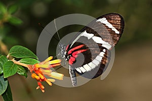 Butterfly Large common Postman Heliconius Melpomene Rosina