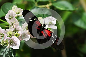 Butterfly Large common Postman Heliconius Melpomene Rosina