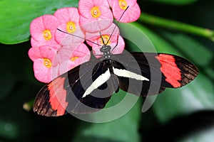 Butterfly Large common Postman Heliconius Melpomene Rosina