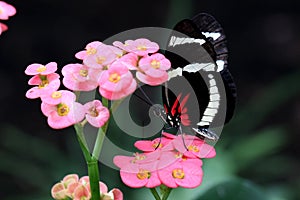 Butterfly Large common Postman Heliconius Melpomene Rosina feeding on flower