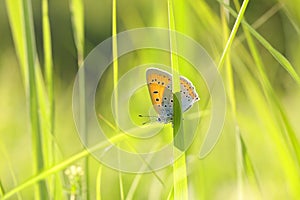 Motýľ veľký meď na slnečný jar ráno motýľ veľký meď na lúka čerstvý 