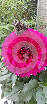 Butterfly on large Dahlia flower