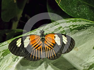 Butterfly on a large green leaf