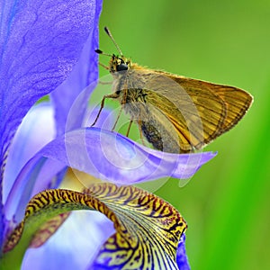 Butterfly Large skipper on Iris sibirica