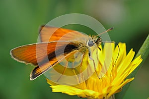 Butterfly Large Skipper (Ochlodes sylvanus).