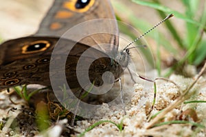 Butterfly large wall brown