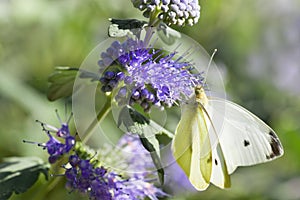 Mariposa El gran blanco sobre el o 