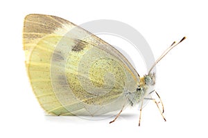 Butterfly - Large White (Pieris brassicae) on white