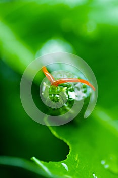 Butterfly larva caterpillar on leaf, insect, nature, Mobile phone wallpaper, vertical