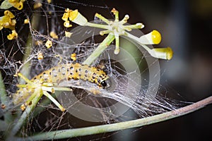 Butterfly larva silk