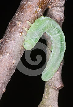 A butterfly larva