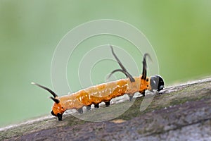 Butterfly larvae