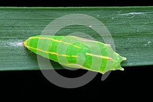 Butterfly larvae begin to pupate