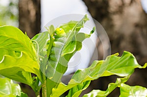 A Butterfly larvae eating plant.