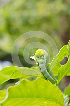 A Butterfly larvae eating plant.