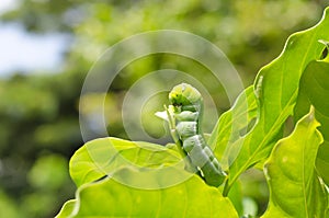 A Butterfly larvae eating plant.